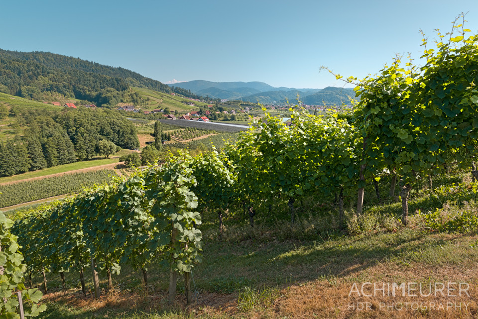 Weingärten im Schwarzwald