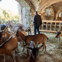 Der Demeter-Bauernhof im Klostergut Heiningen mit seinen Tieren #nHavo by AchimMeurer.com                     .