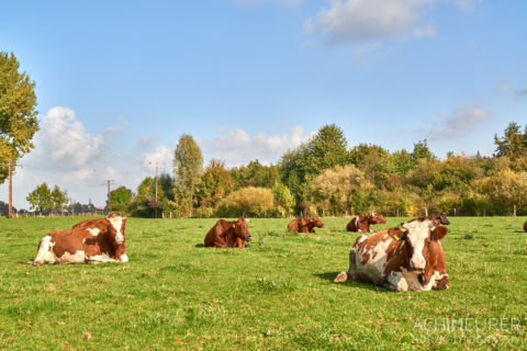 Der Demeter-Bauernhof im Klostergut Heiningen mit seinen Tieren #nHavo by AchimMeurer.com . 