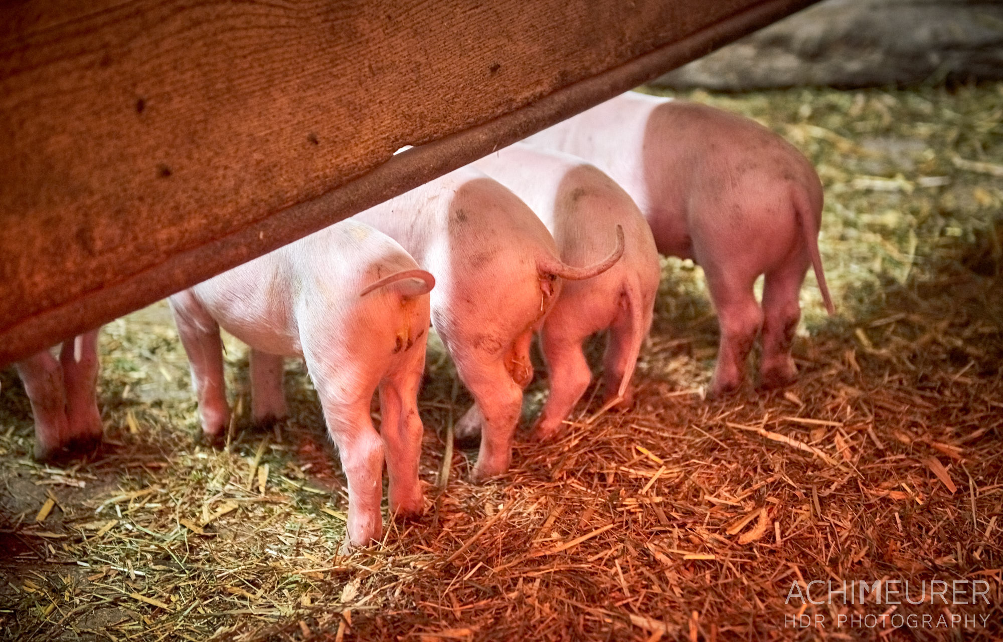 Die vier kleinen Schweine by Array.