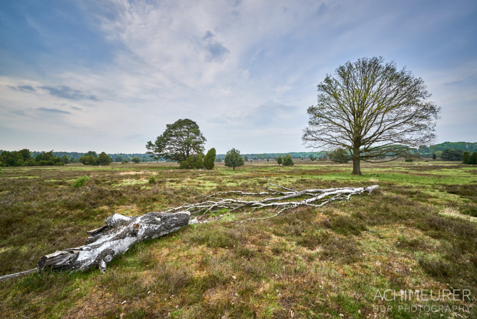 Die faszinierende Natur der Lüneburgerheide bei Bispingen by AchimMeurer.com . 