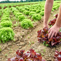 Salat ernten auf den Feldern von der Gemüsescheune Wolfenbüttel by AchimMeurer.com                     .