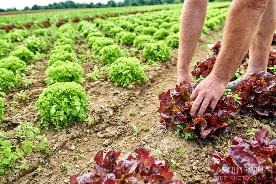 Salat ernten auf den Feldern von der Gemüsescheune Wolfenbüttel by AchimMeurer.com                     . 
