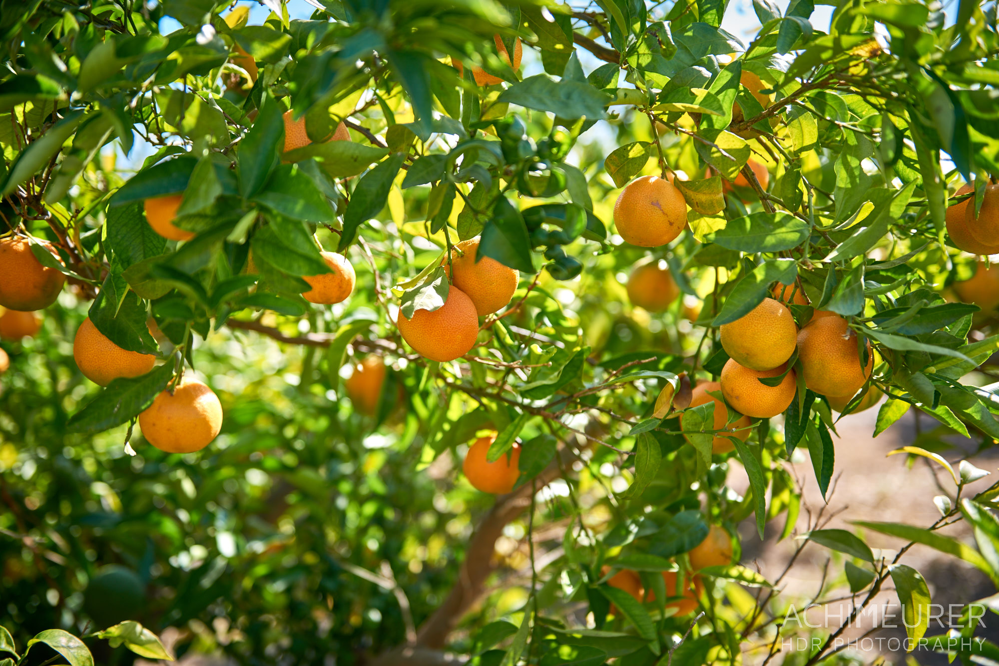 Mandarinen-Plantagen entlang des Flusses Ebro bei Xerta, Tortosa, Katalonien, Spanien by AchimMeurer.com . 