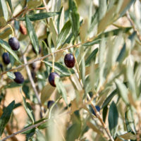 Olivenbaum mit Oliven, Katalonien, Spanien by AchimMeurer.com                     .